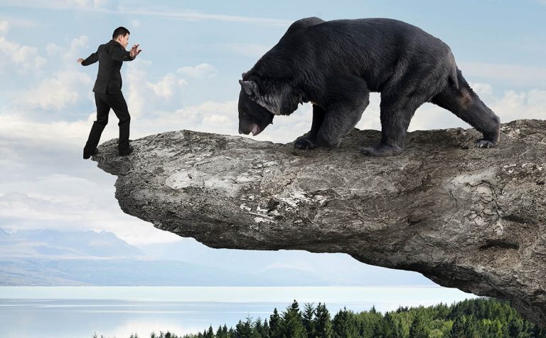 bears to build