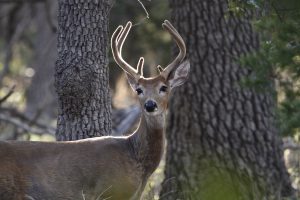 White tail deer have a great sense of smell